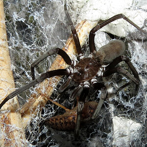 Post-molt Feed (♀ Kukulcania hibernalis)