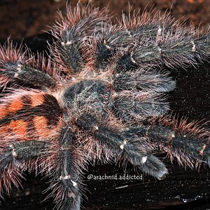 Avicularia taunayi.