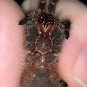 3.5in. G. puchripes sling, need help sexing