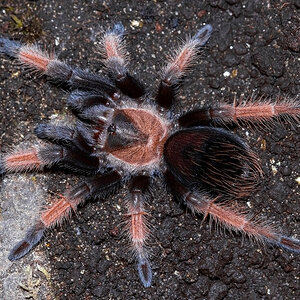 Brachypelma emilia