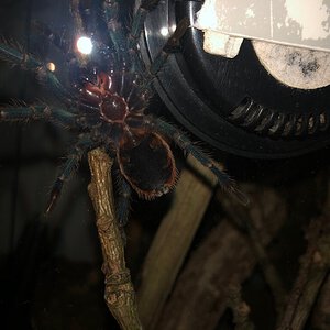 Chromatopelma cyaneopubescens