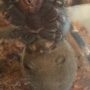 3” Brachypelma hamorii