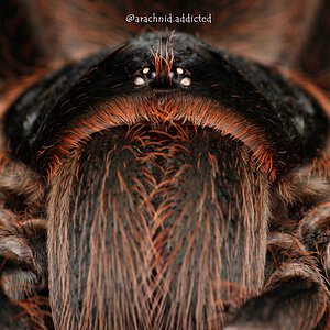 Acanthoscurria paulensis.