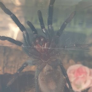 2.5" T. vagans