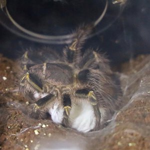 G. pulchripes momma to be!