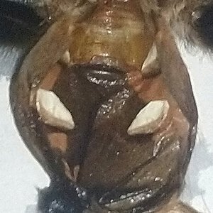 Brachypelma hamorii (3.5")