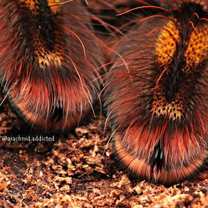 Poecilotheria ornata.