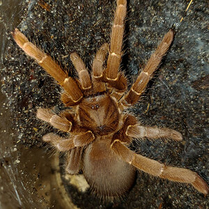 0.1 Pelinobius muticus