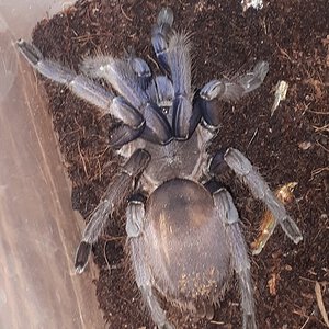 I need help what species is this tarantula? size is about 10cm