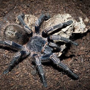 Possibly Thrixopelma lagunas - Juvenile Female - ~3"