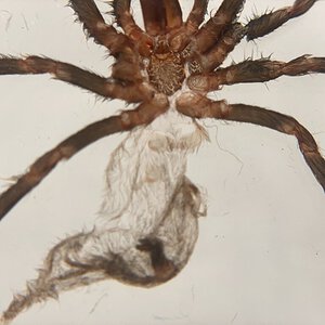 Poecilotheria Ornata male or female