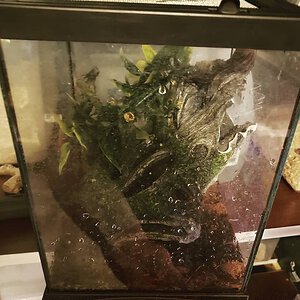 Avicularia avicularia Enclosure [1/3]