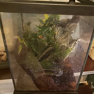 Avicularia avicularia Enclosure [2/3]