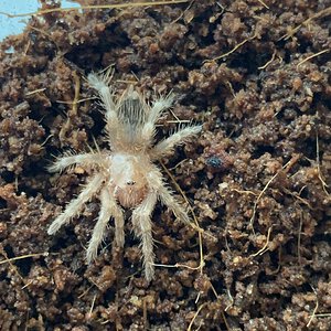 Acanthoscurria geniculata sling