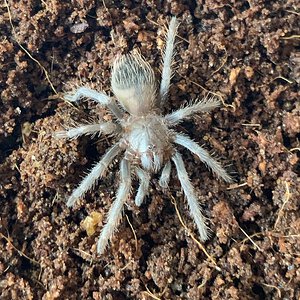 Pterinopelma sazimai