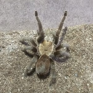 Aphonopelma anax.