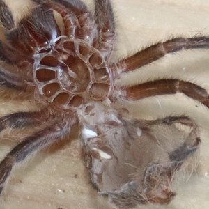 Grammostola Pulchripes