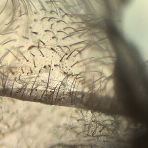 B.Klaasi 3/4” with microscope