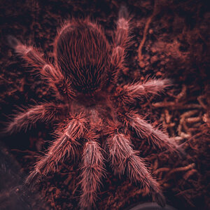 0.1 Grammostola rosea