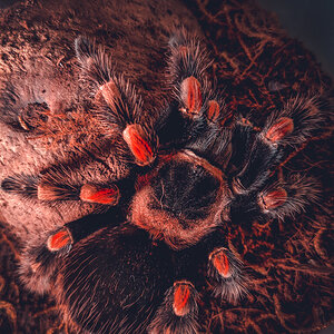 0.1 Brachypelma hamorii