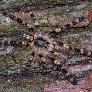 Poecilotheria subfusca "Lowland" (juv. male)