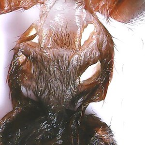 A.geniculata male or female? 2,5 cm body