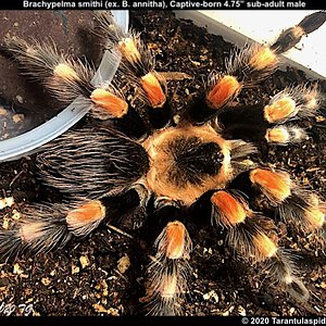 B.smithi(ex_annitha)(M)4.75in_SA1.jpeg