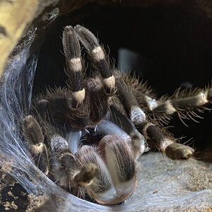 Molting Progress!