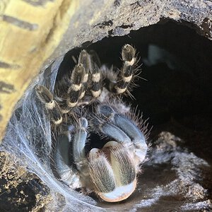 Almost done molting!