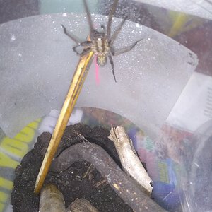Giant House Spider UK [1/3]