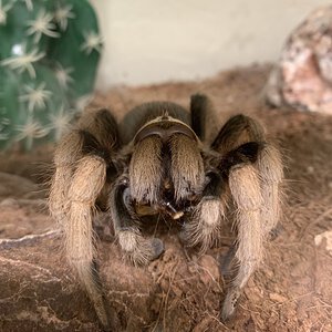 Aphonopelma chalcodes