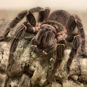 Lasiodora parahybana