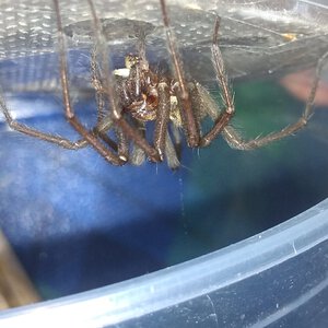 Giant House Spider UK [3/3]