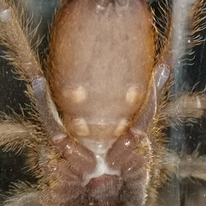 OBT almost 2 inch