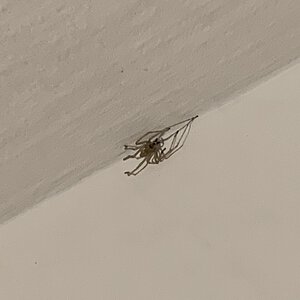 Is this a brown recluse?