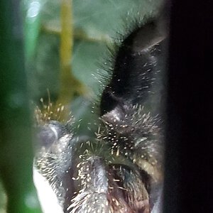 A. Avicularia hiding