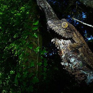 Mossy Leaf tailed gecko