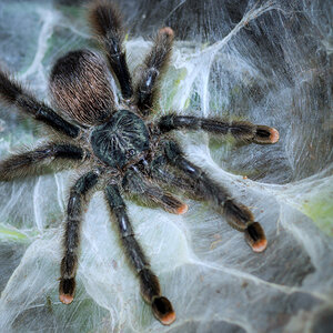 Avicularia avicularia Adult Female - Juniper