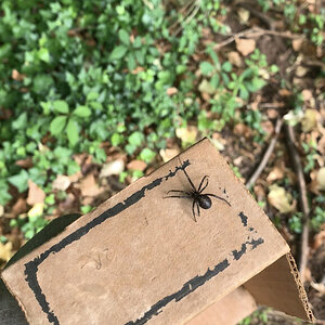 Rescued 3 Southern Black Widows from my gf’s garage because Terminix is coming tomorrow