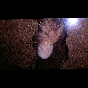 Aphonopelma Seemani m or f?