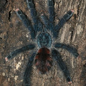 Sold to me as A. metallica, is that A. avicularia morphotype #6?
