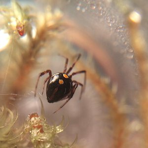 Latrodectus variolus