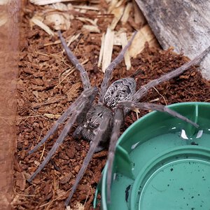 Dolomedes okefinokensis