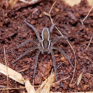 Dolomedes triton