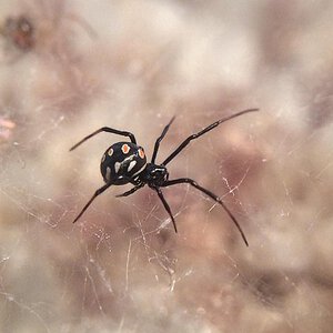 Latrodectus tredecimguttatus