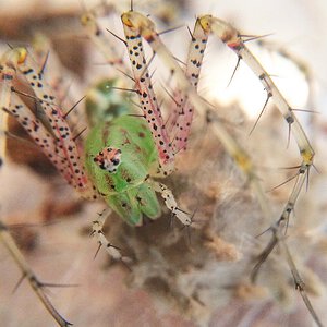 Peucetia viridans