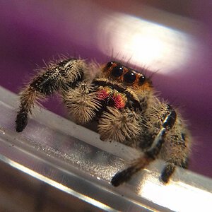 Phidippus regius