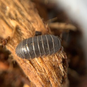 Armadillidium vulgare