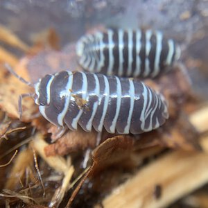 Armadillidium maculatum