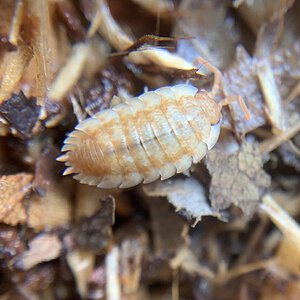 Porcellio scaber “Spanish Orange”